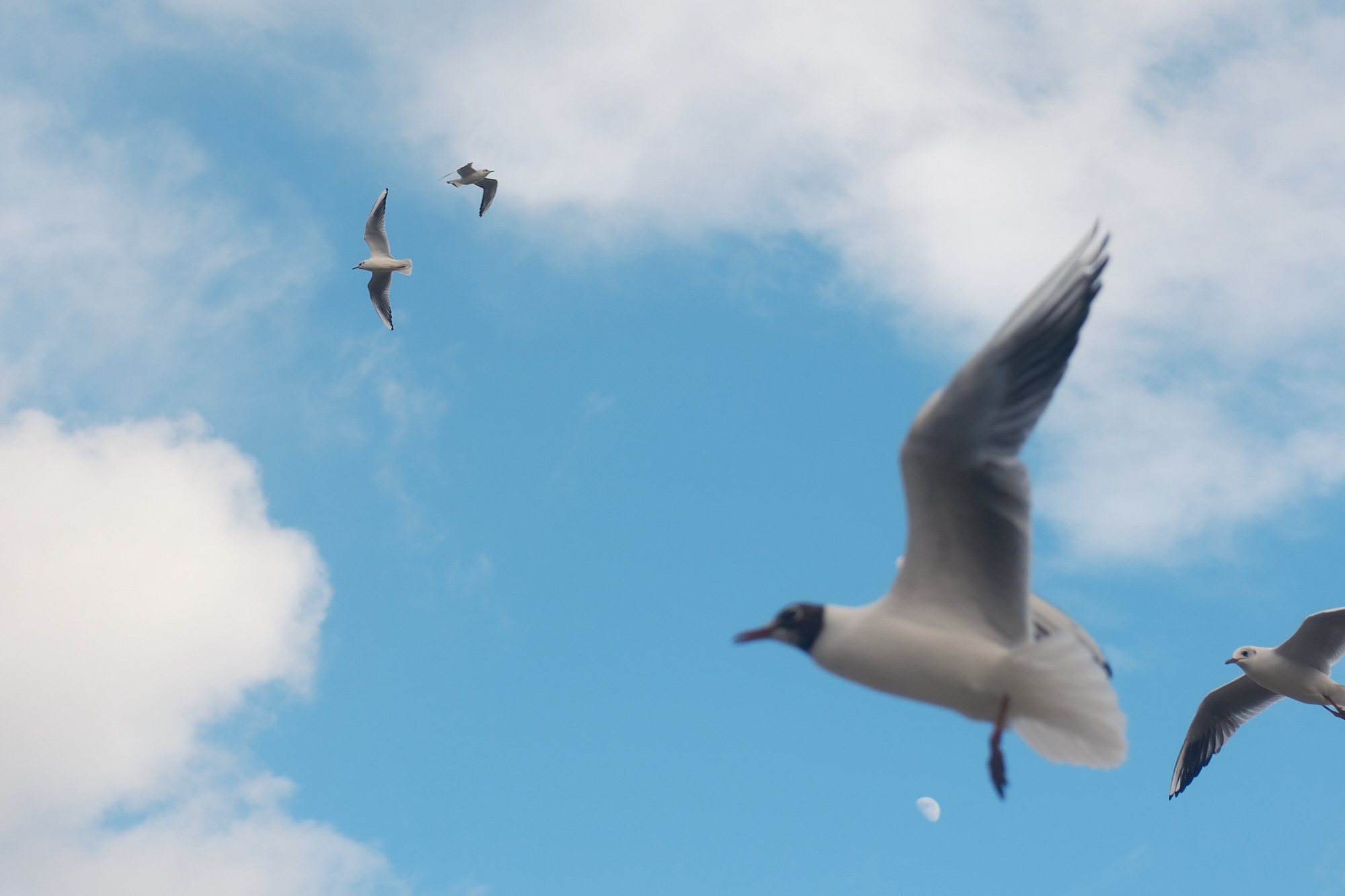 Hackney Seagulls - Photograph by James Johnstone