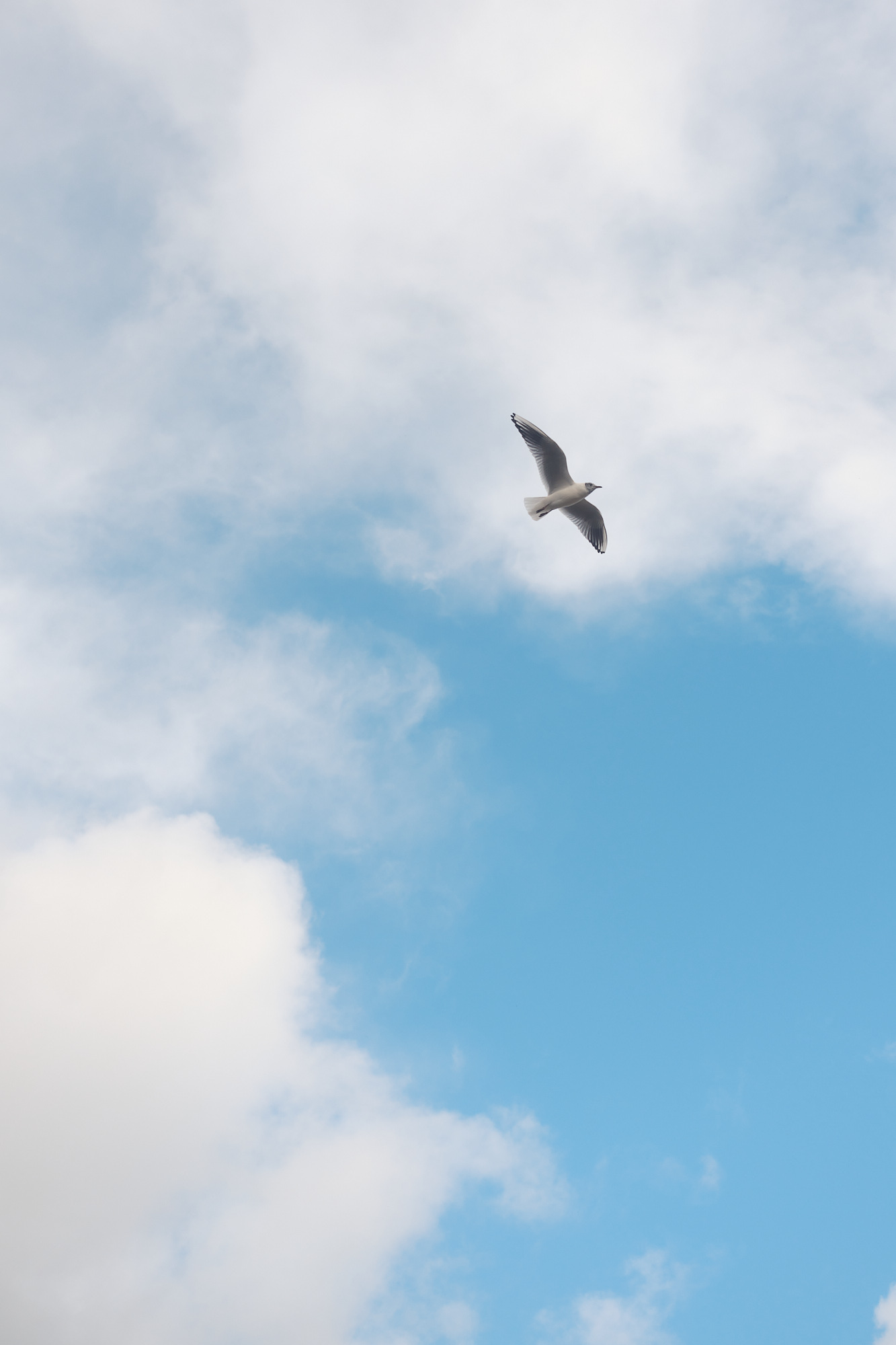 Hackney Seagulls - Photographs by James Johnstone