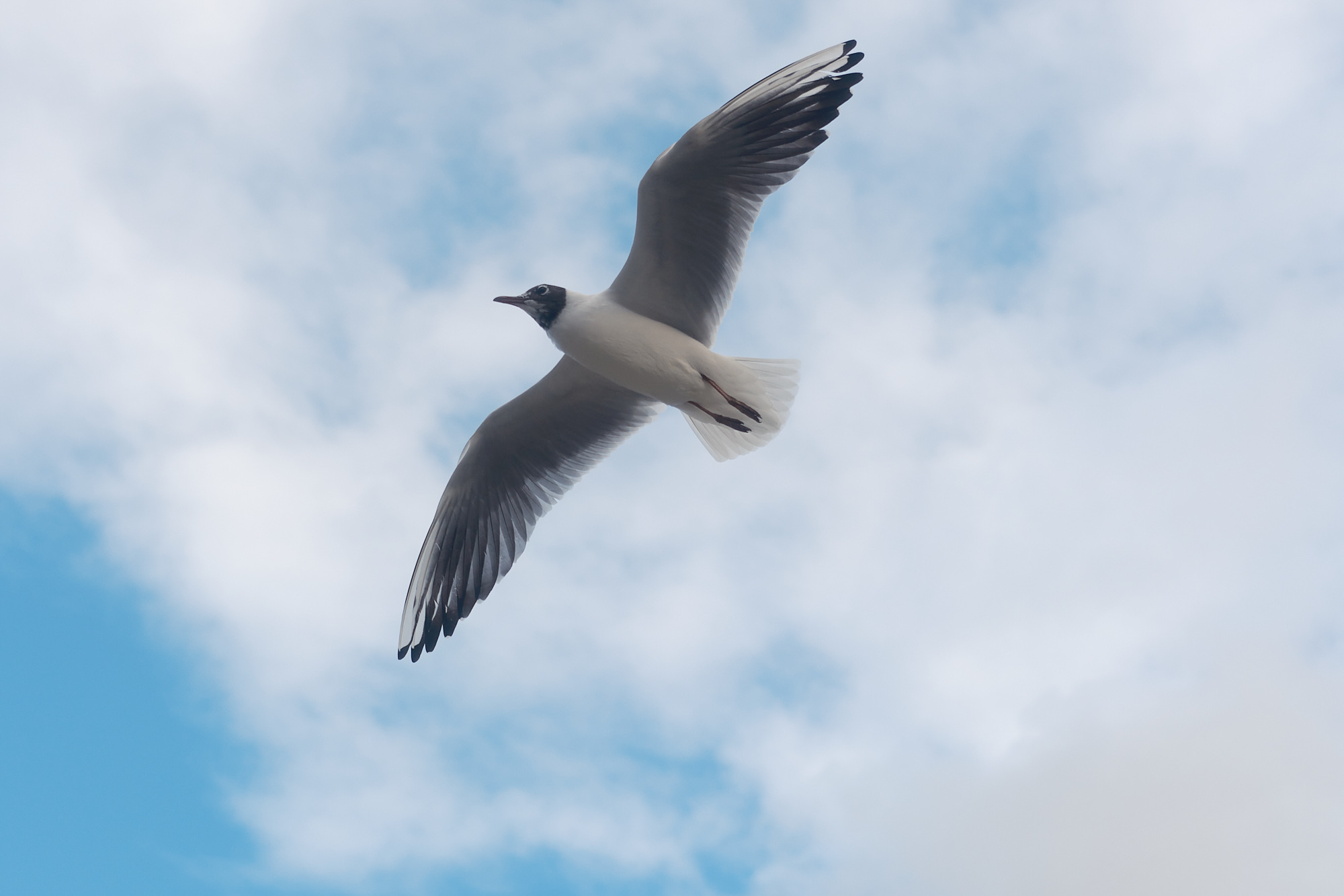 Hackney Seagulls - Photograph by James Johnstone