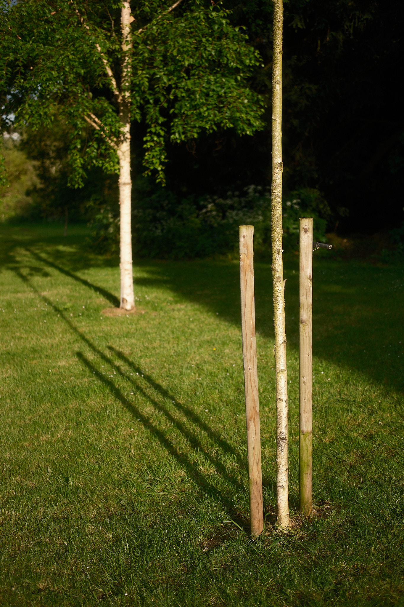 trees