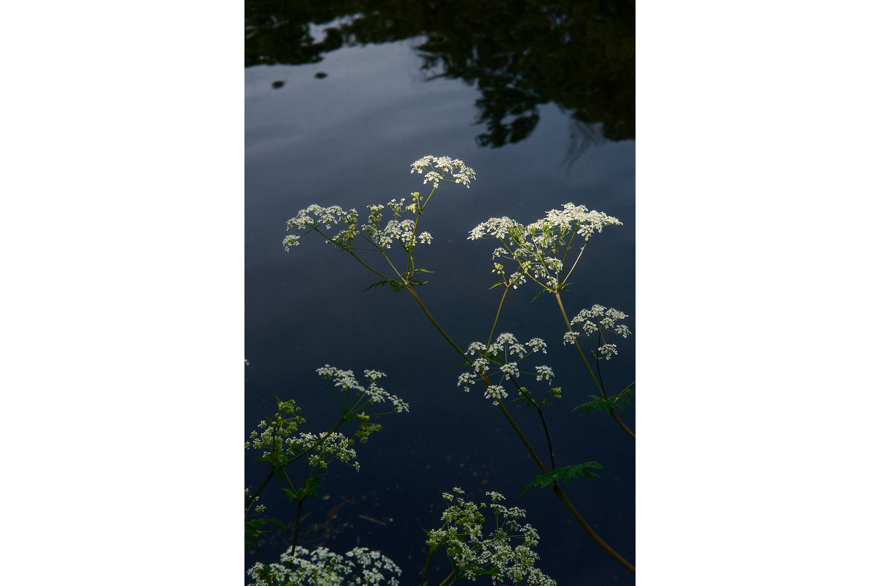 James Johnstone - Springfield park - Travel photography